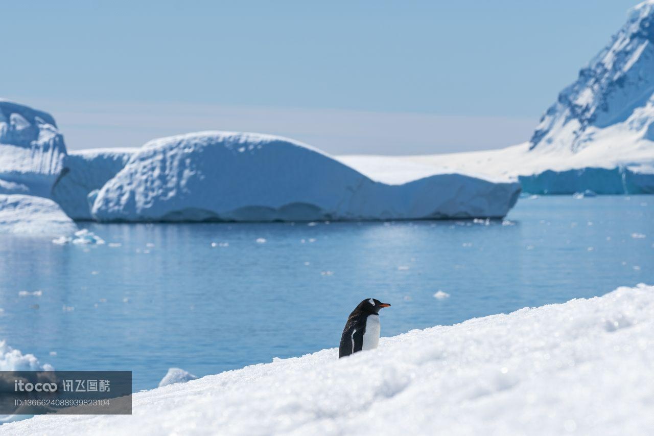 企鹅,南极,自然风光