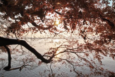 湖泊,树木,自然风光,特写,中国,太阳,植物,城镇