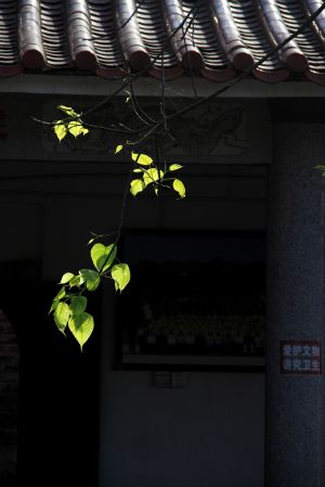 树叶,自然风光,特写,治愈