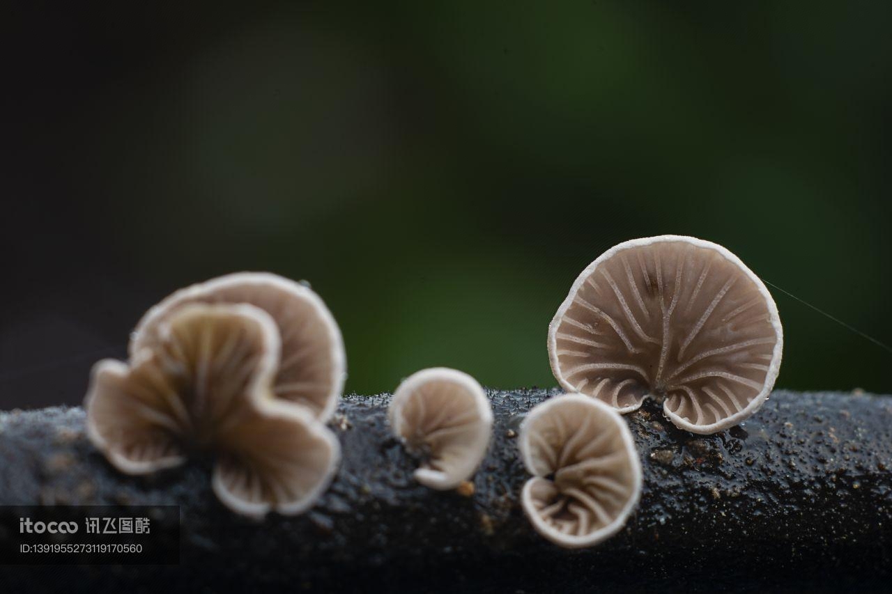 蘑菇,植物,真菌