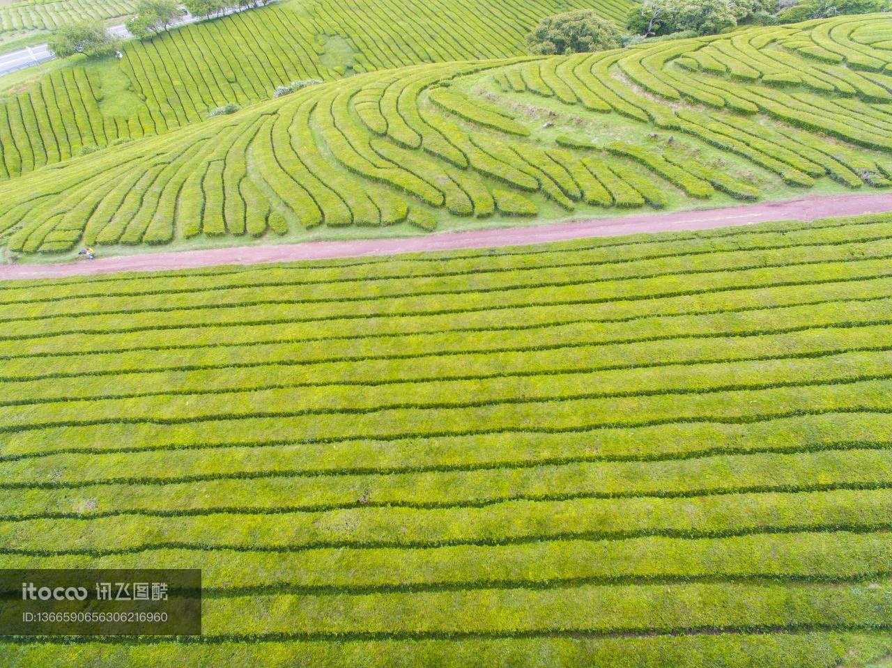 茶地,植物,茶叶