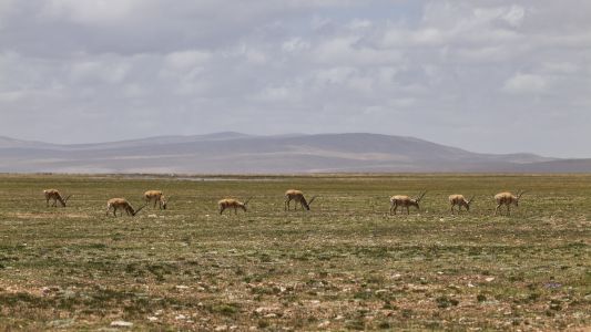 山川,草原,青海,全景,天空,植物,自然风光