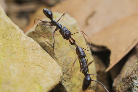 特写,蚂蚁,生物,动物,昆虫,岩石