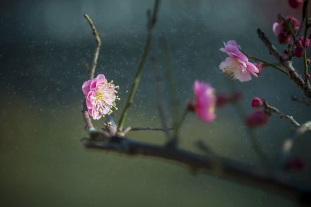 植物,花,花卉,红梅花,春梅,生物,特写