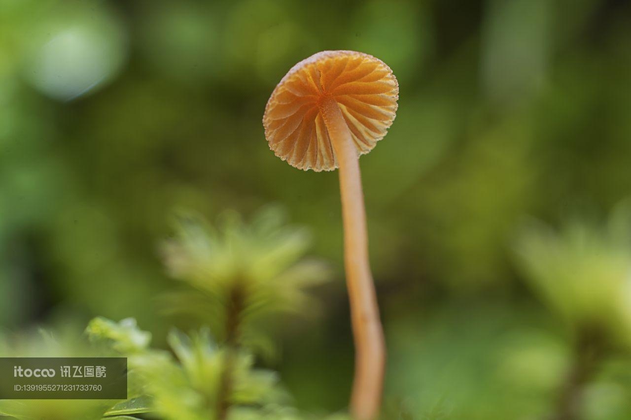 蘑菇（块菌）,自然,环境