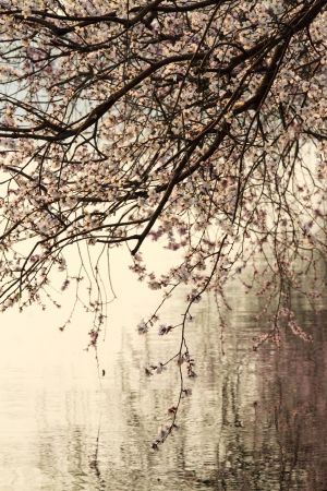 自然风光,花,颐和园,植物,树木,中国,北京