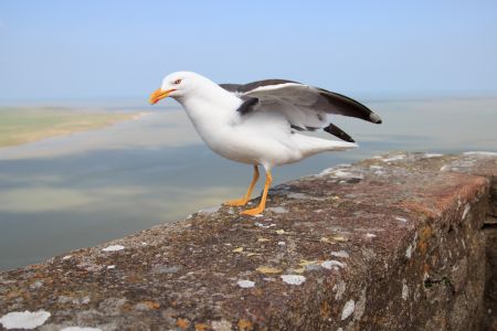 生物,动物,鸟类,特写