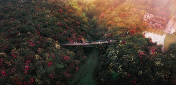 花海的“世界之最”,百里杜鹃,生态林,道路,桥,植物