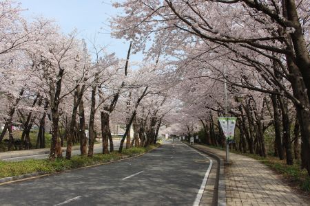 韩国,树木,植物,樱花,樱花盛开,国外,道路,生物,花,城镇
