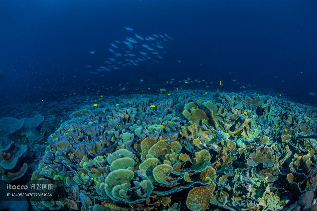 海底世界,珊瑚礁,珊瑚