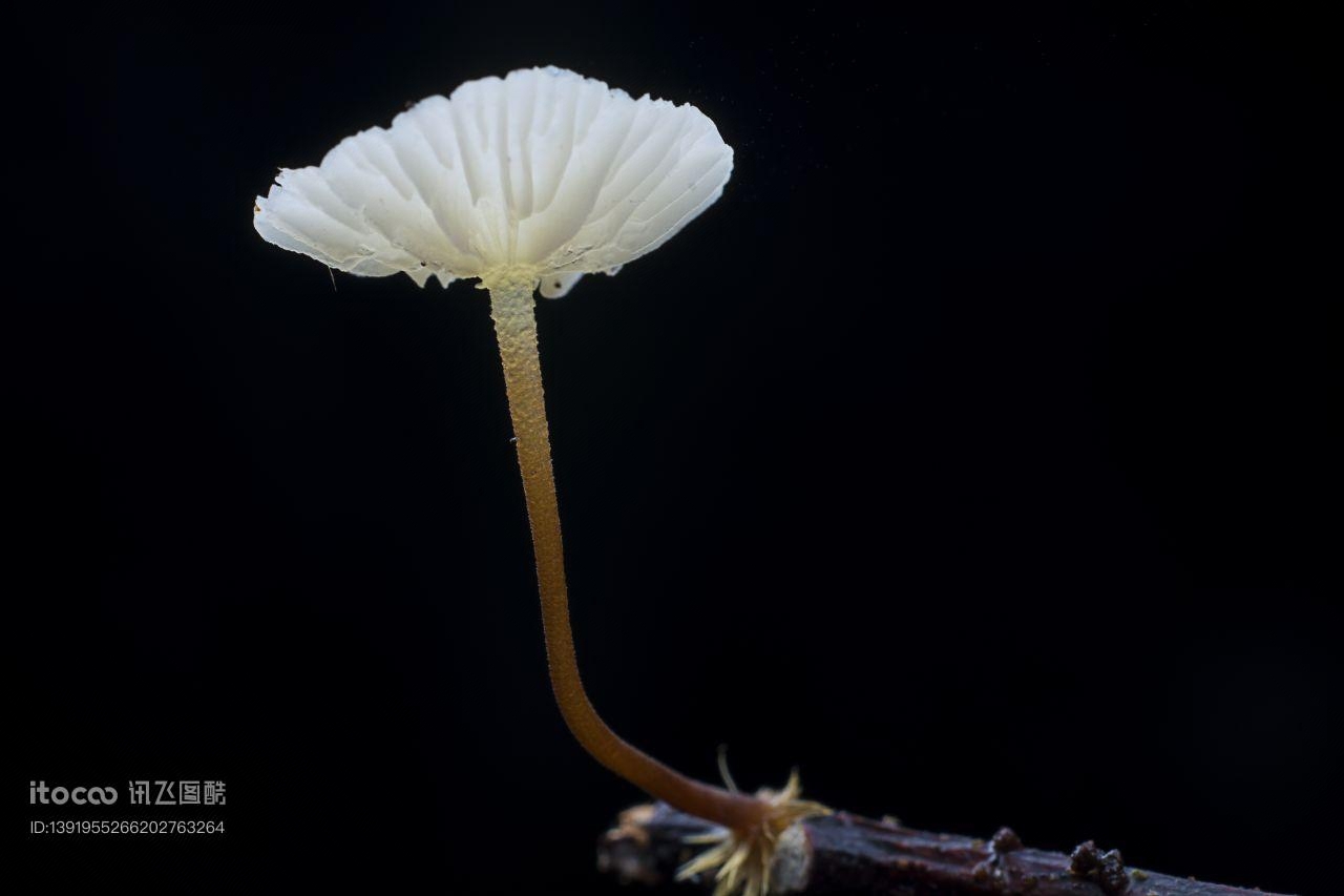 特写,蘑菇（块菌）,自然