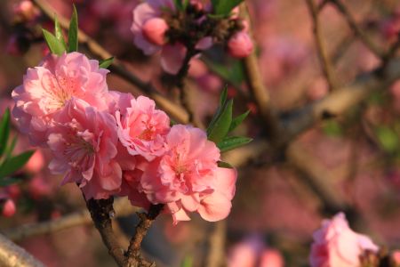 自然风光,植物,花,玉渊潭,中国,北京