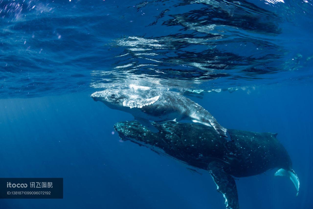 大翅鲸母子,海洋哺乳动物,海底鲸鱼