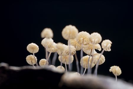 蘑菇（块菌）,蘑菇,植物,生物,真菌,特写