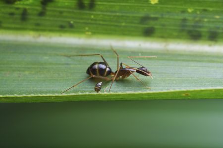 昆虫,节肢动物,虫子,动物,特写,昆虫类