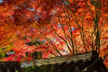秋天,植物,树木,城镇,自然风光,建筑