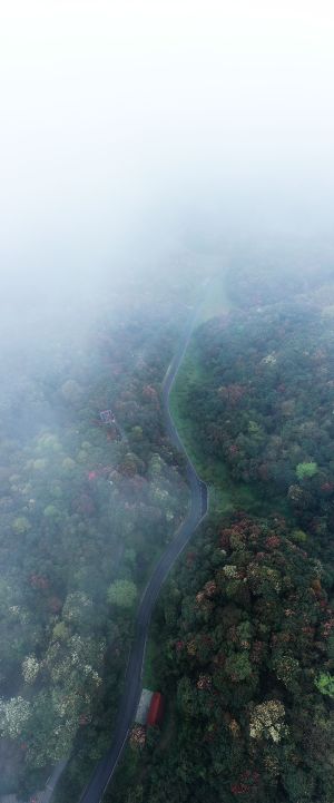 花海的“世界之最”,生态林,百里杜鹃,道路,贵州,植物