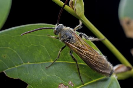 昆虫,微距,节肢动物,生物,动物,特写