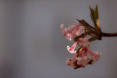 特写,生物,植物,地衣,自然风光