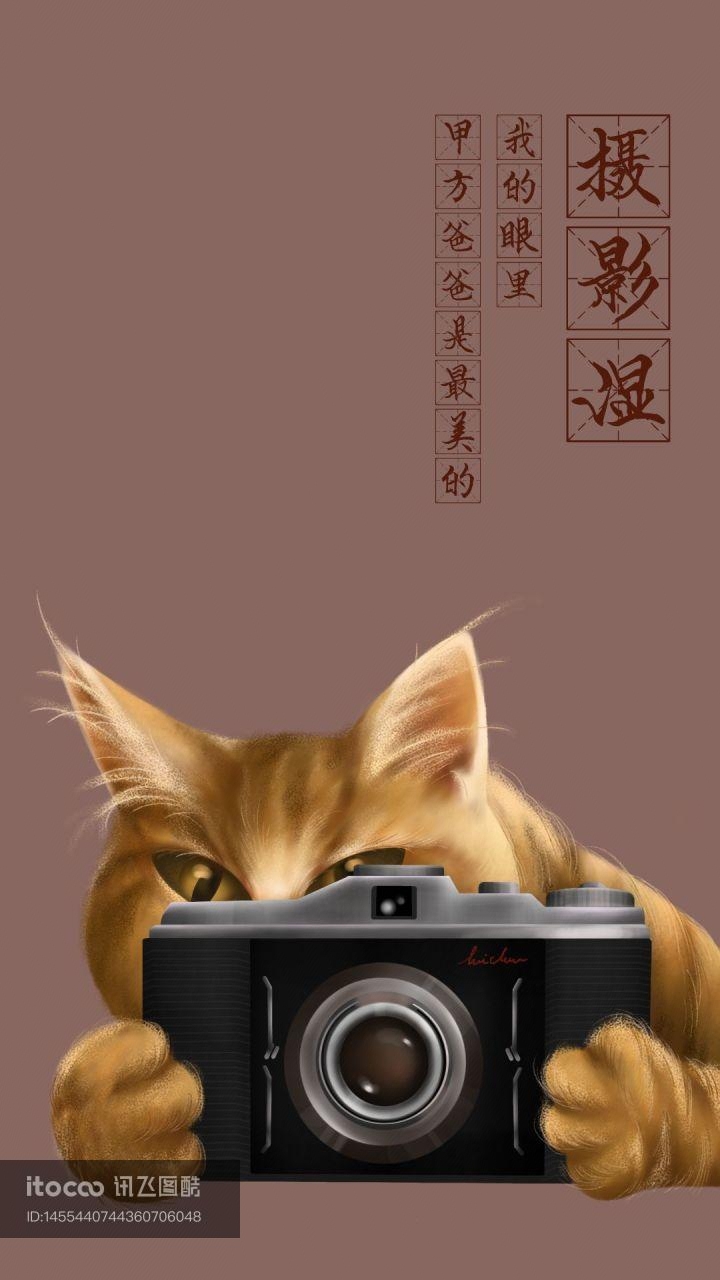相机,猫咪,动物