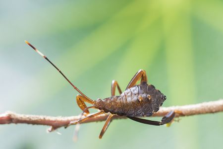 生物,昆虫,树叶,户外,自然,特写,动物,植物,青草,田园风光,环境