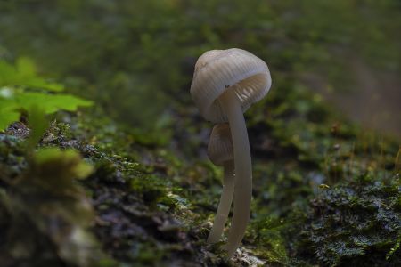 蘑菇（块菌）,蘑菇,植物,生物,真菌,特写