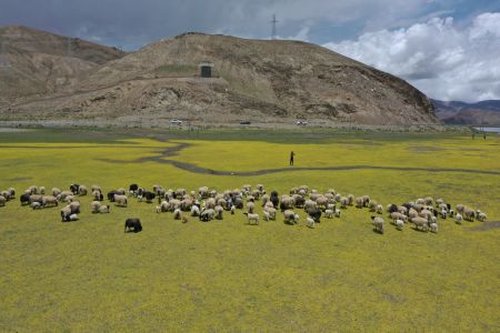 自然风光,草原,山川,动物,羊