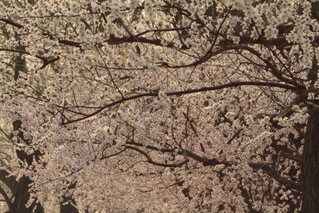 自然风光,生物,植物,树木,颐和园,中国,北京