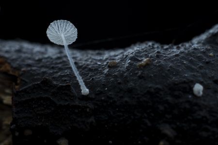 特写,黑色背景,生物,真菌,蘑菇（块菌）