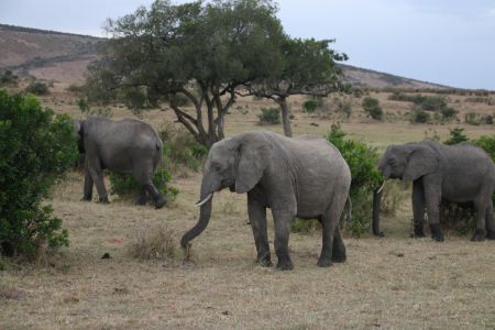 非洲象,肯尼亚,自然风光,生物,国外,草原,动物,非洲,大象,象,象群,哺乳类,哺乳动物,特写,植物,灌木,亚洲象,树木