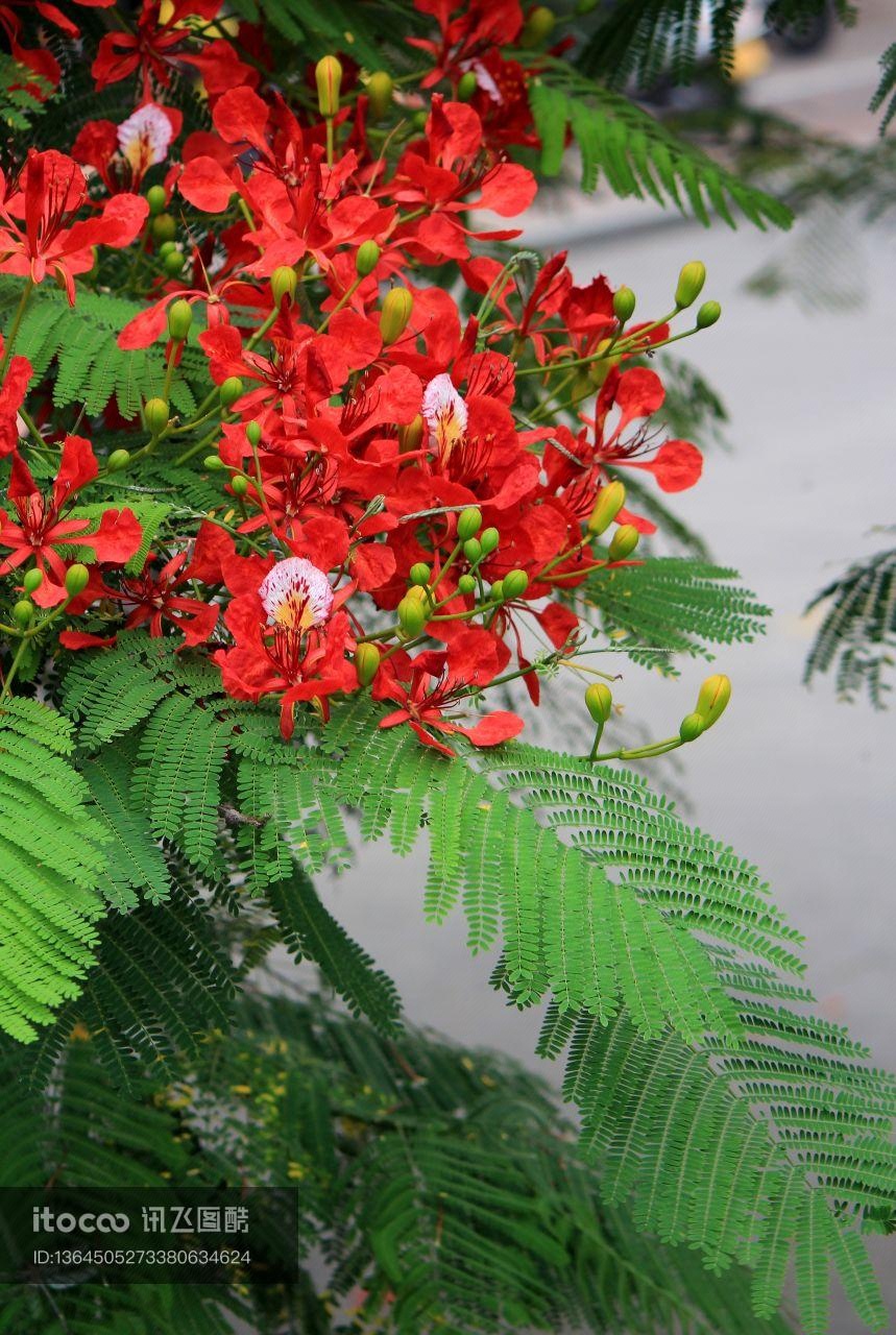 生物,植物,花