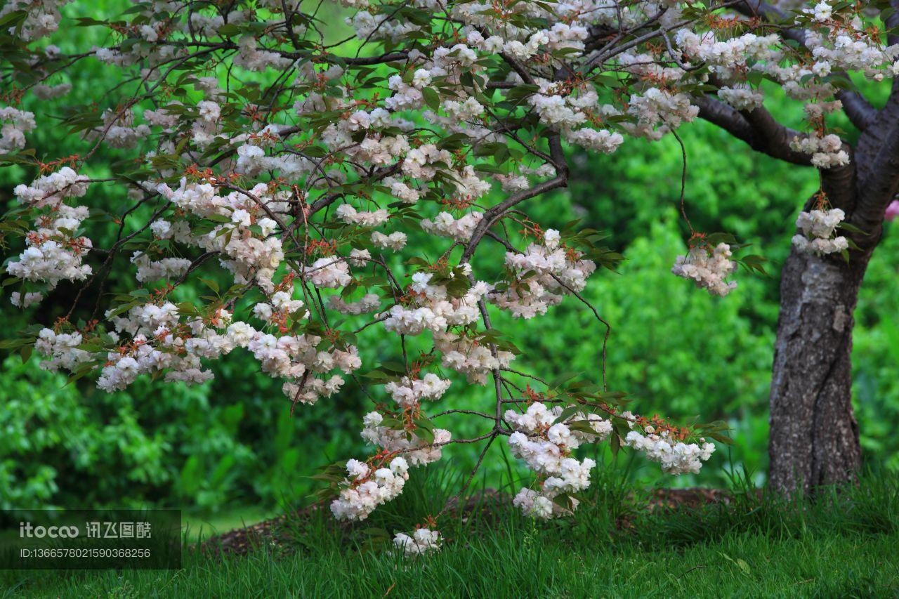 自然风光,植物,花