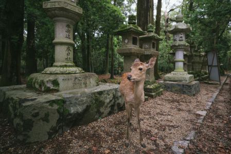 自然风光,景点,动物,春日社,梅花鹿,生物,国外,哺乳动物