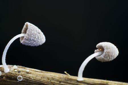 特写,黑色背景,生物,真菌,蘑菇（块菌）