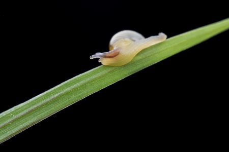 蜗牛,小蜗牛,动物,生物,昆虫,特写,软体类