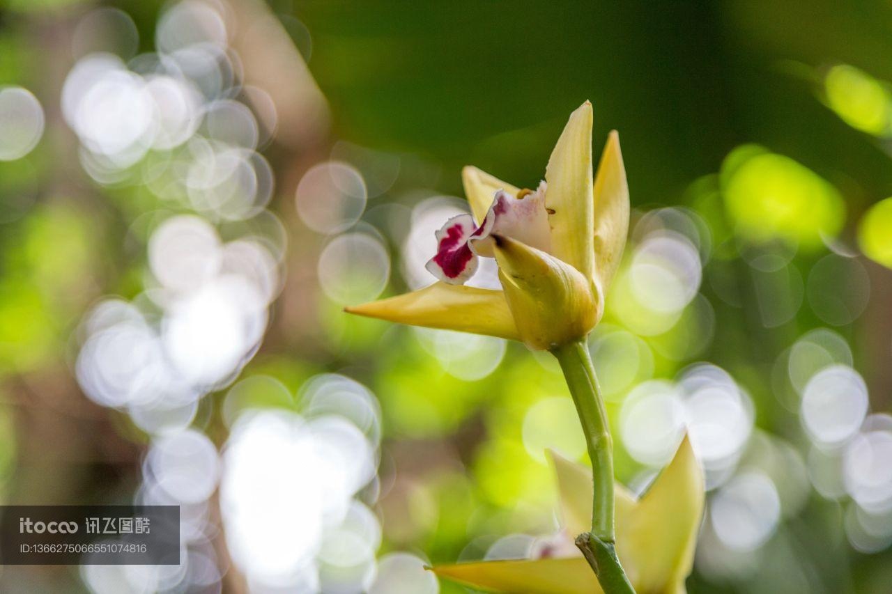 花,特写,生物