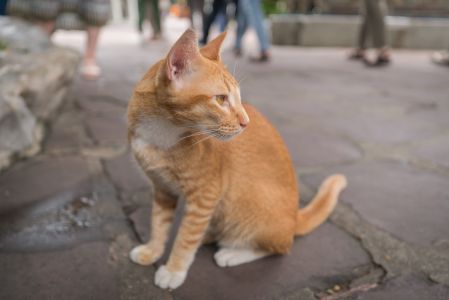 橘猫,猫,动物,哺乳动物,生物,城镇