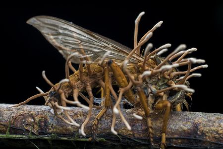 特写,昆虫,树木,自然,户外,环境,植物,生物,动物