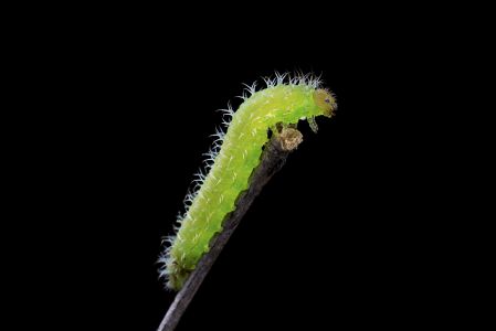 昆虫,幼虫,毛毛虫,动物,生物,特写,昆虫类