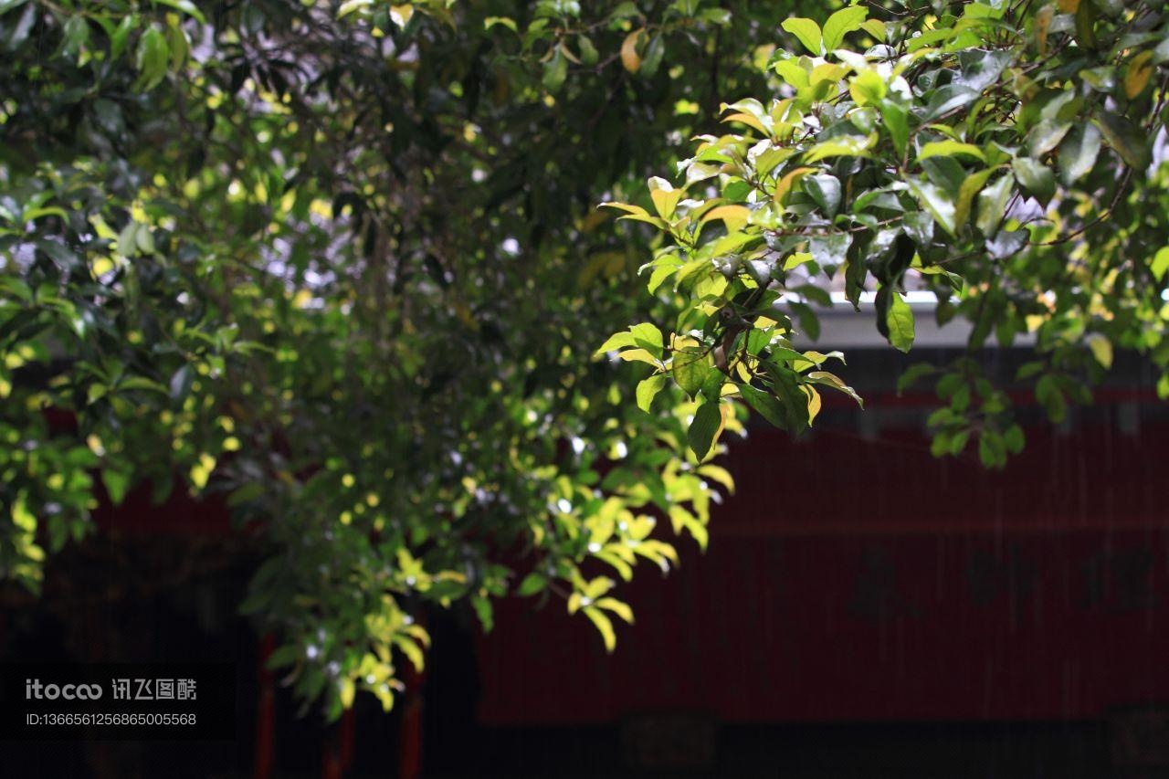 植物,树叶,中国