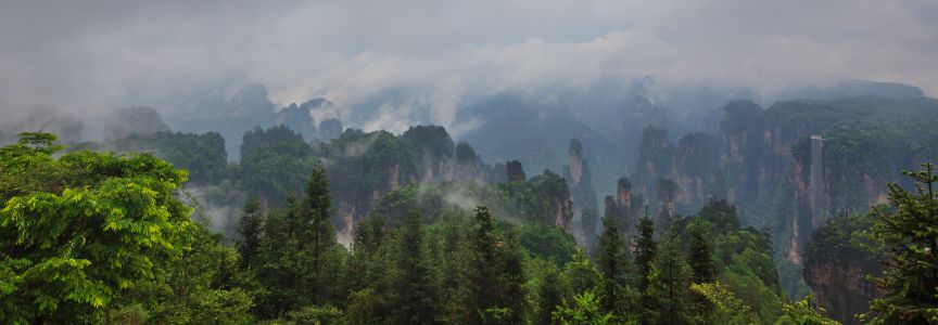 全景,雾,云雾,湖南,自然风光,树,中国,张家界,植物
