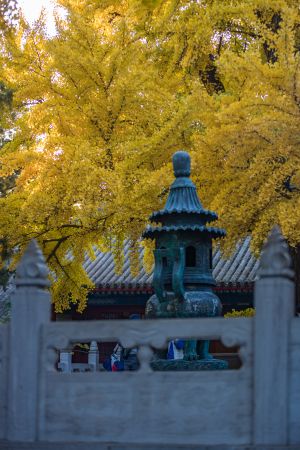 秋天,红螺寺,植物,中国,北京,历史古迹,寺庙,自然风光,树木,树叶,建筑