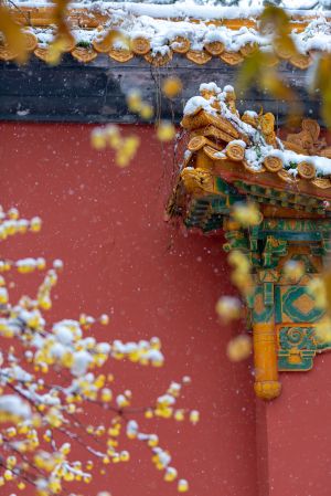 冬天,历史古迹,城镇,特写,建筑,雪,植物,树木,树叶