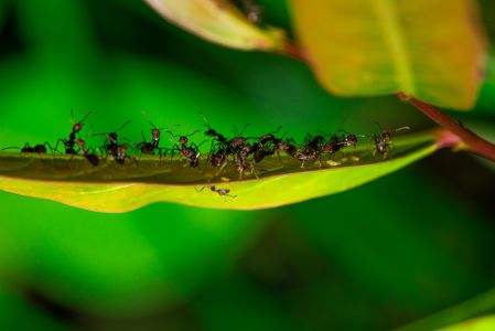 生物,昆虫,树叶,蚂蚁,特写,动物,植物,树木,节肢动物,蚜虫,微距蚂蚁,昆虫类,毛虫