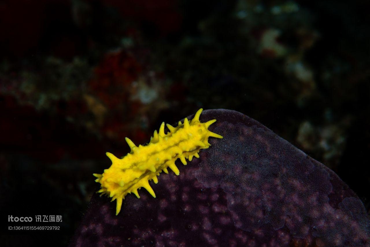 海洋生物,自然风光,生物