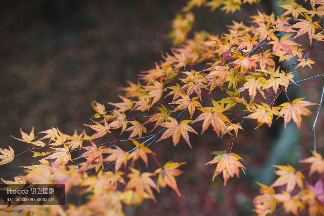 枫叶,树叶,树木