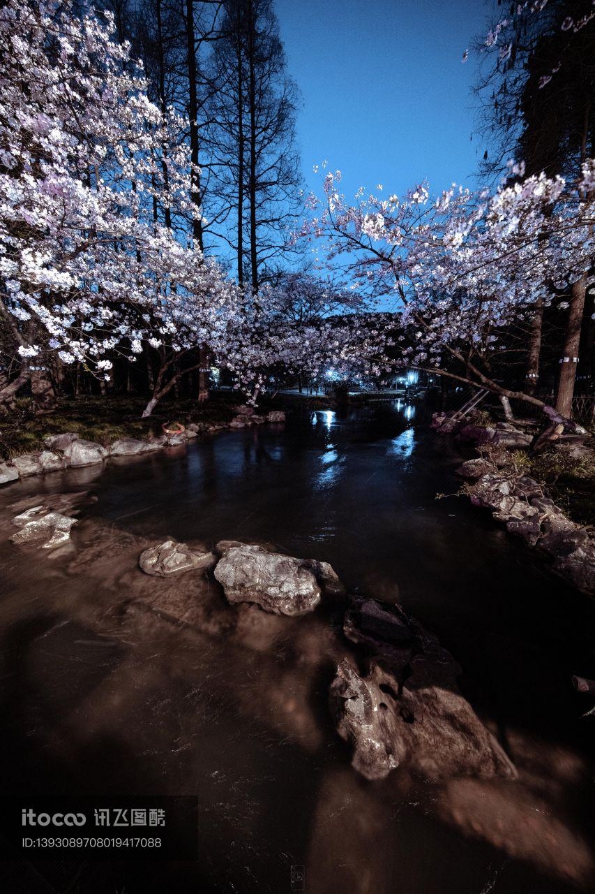 夜晚,樱花树,樱花盛开