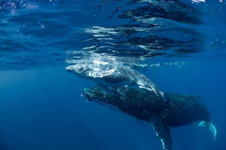 大翅鲸母子,海洋哺乳动物,海底鲸鱼,动物,哺乳动物
