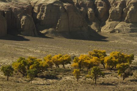 新疆,自然风光,戈壁,历史古迹,植物,树木