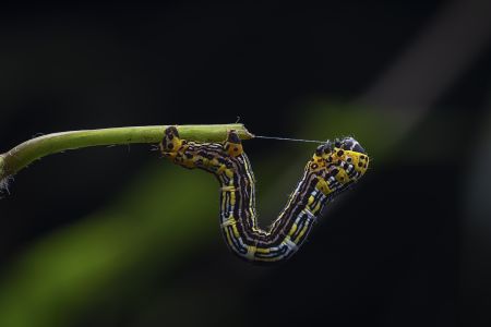 特写,毛毛虫,生物,动物,昆虫,植物